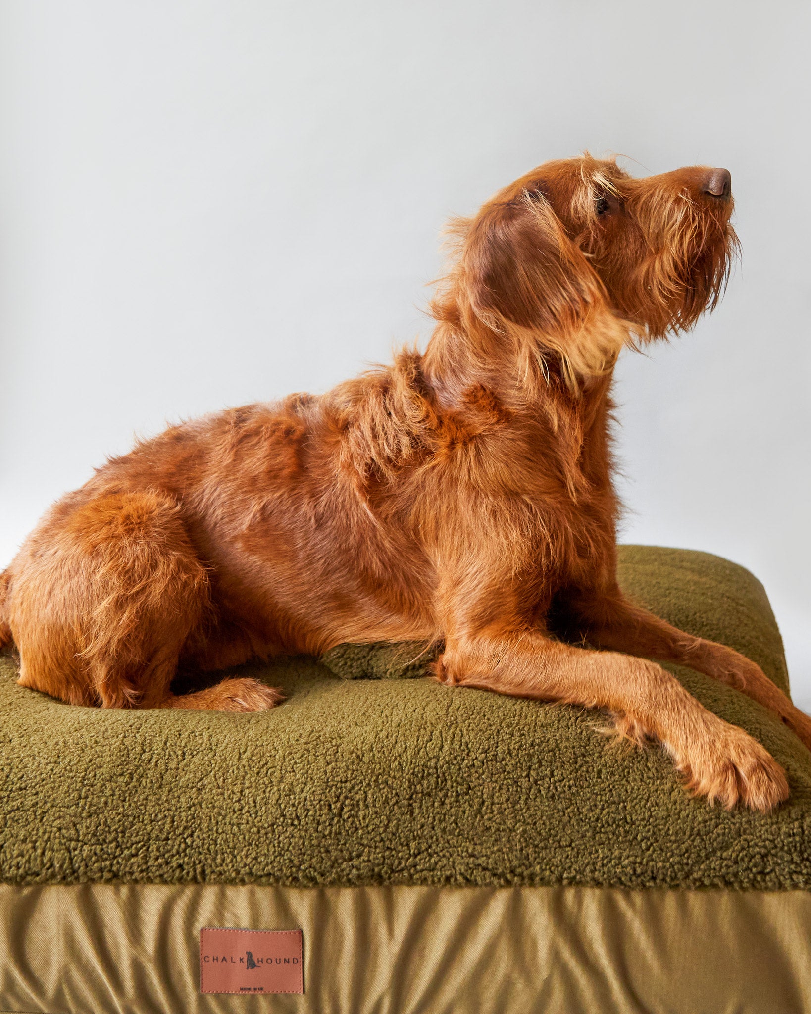 Hound dog bed cheap